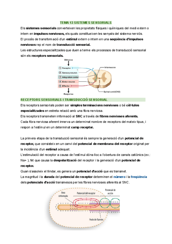 Miniatura del documento TEMA-13-SISTEMES-SENSORIALS.pdf