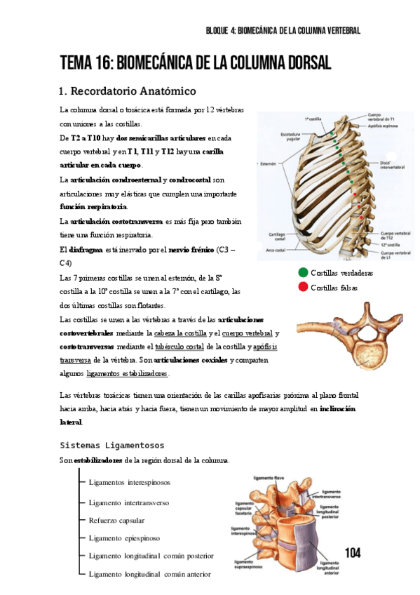 Miniatura del documento Tema-16-Biomecanica-De-La-Columna-Dorsa-Toracica.pdf