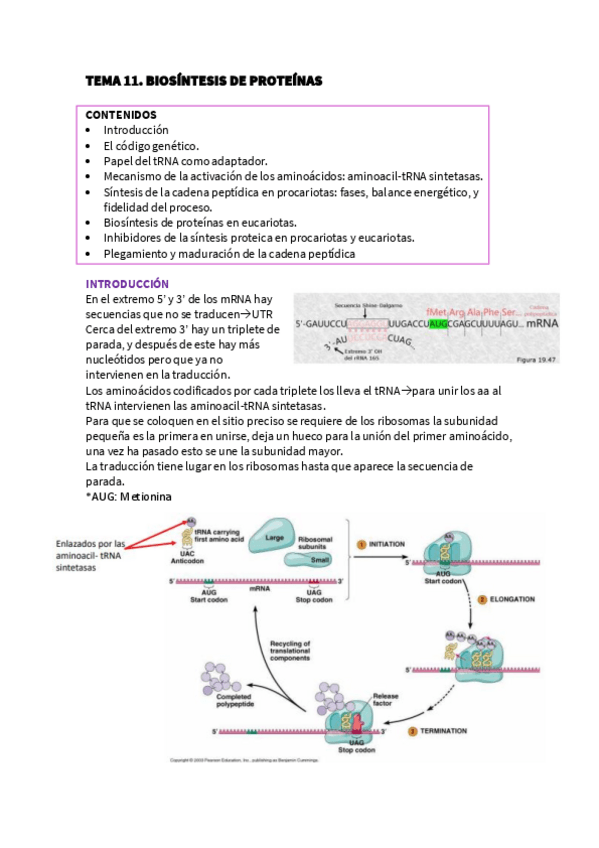Miniatura del documento TEMA-11.-BIOSINTESIS-DE-PROTEINAS.pdf