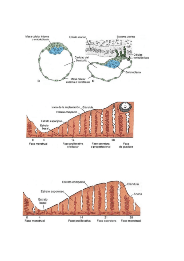 Miniatura del documento NOMBRES-EMBRIOLOGIA.pdf