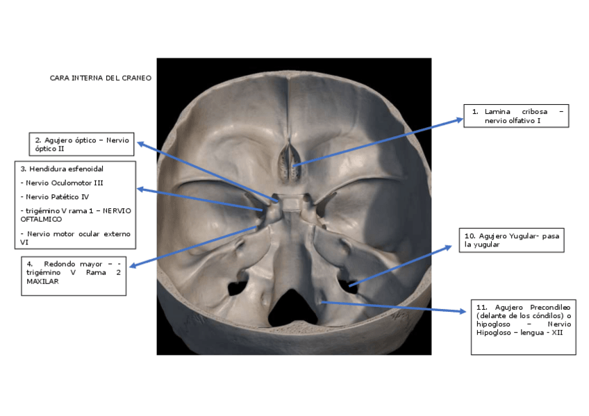Miniatura del documento CRANEO.pdf