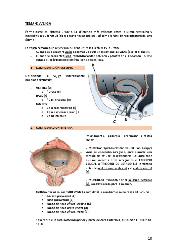 Miniatura del documento TEMA-41-VEJIGA-ACTUALIZADOS.pdf