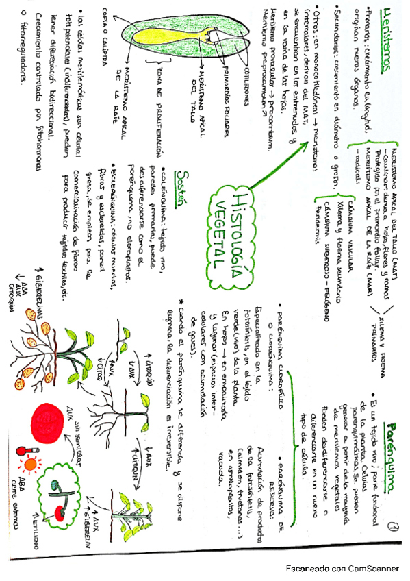 Miniatura del documento Histologia-Vegetal-1.pdf
