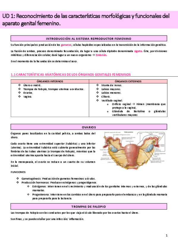 Miniatura del documento UD1-Reconocimiento-de-las-caracteristicas-morfologicas-y-funcionales-del-aparato-genital-femenino.pdf