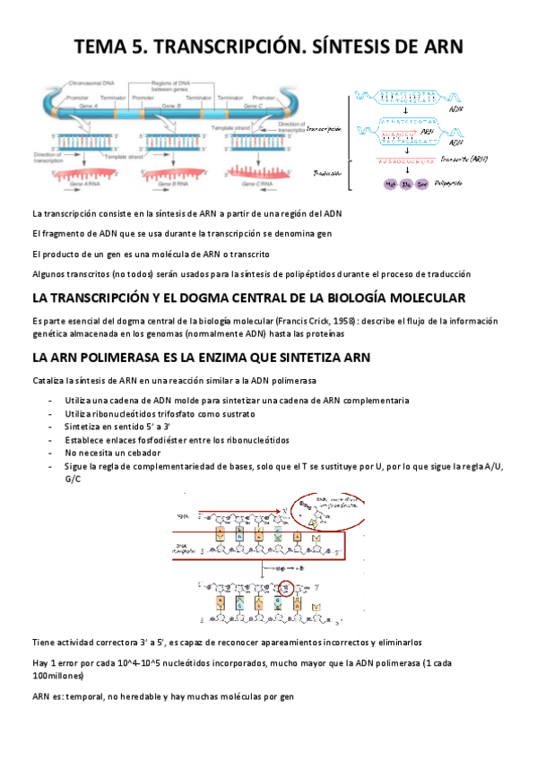 Miniatura del documento TEMA-5.-TRANSCRIPCION-SINTESIS-DE-ARN.pdf