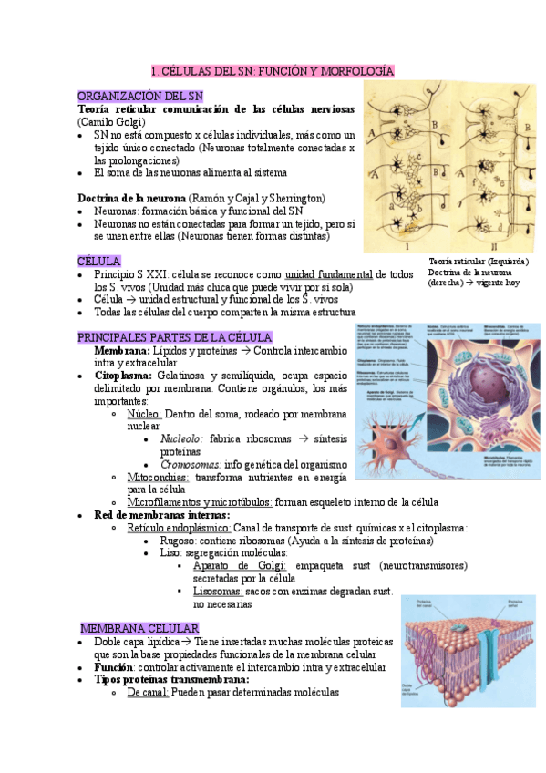 Miniatura del documento UC2-apuntes-B.-biologicas.pdf