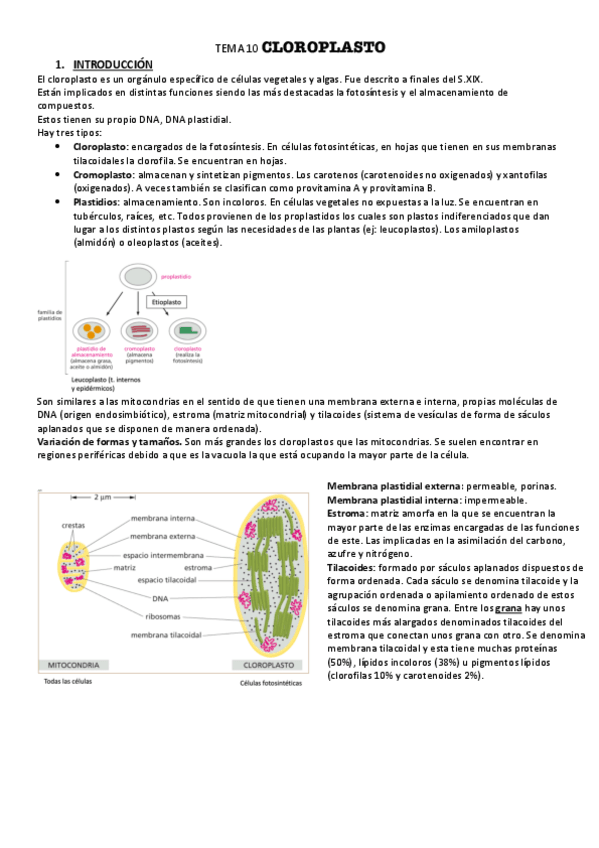 Miniatura del documento BIOCEL-TEMA-10-Cloroplasto.pdf