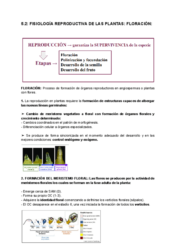 Miniatura del documento 5.2-FISIOLOGIA-REPRODUCTIVA-DE-LAS-PLANTAS-FLORACION-copia.pdf