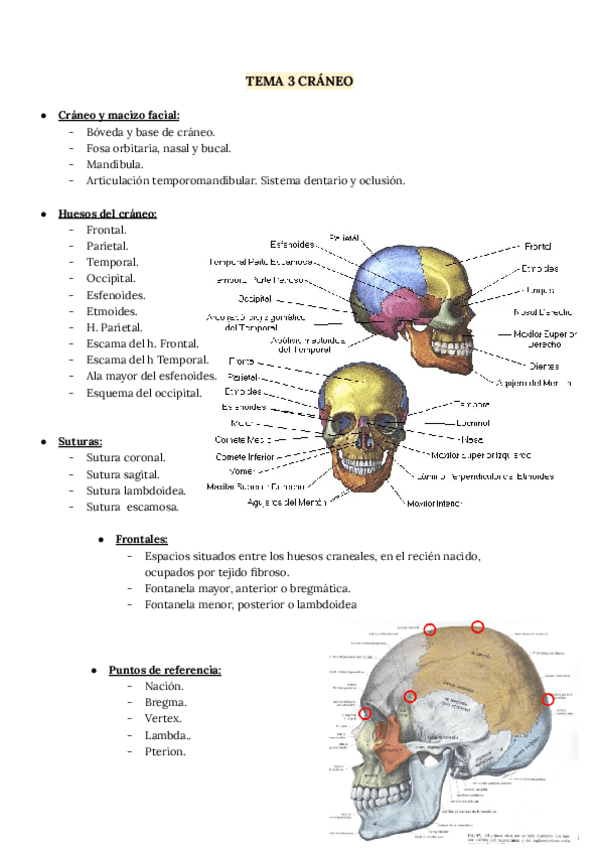 Miniatura del documento Tema-3-craneo-Genoves.pdf