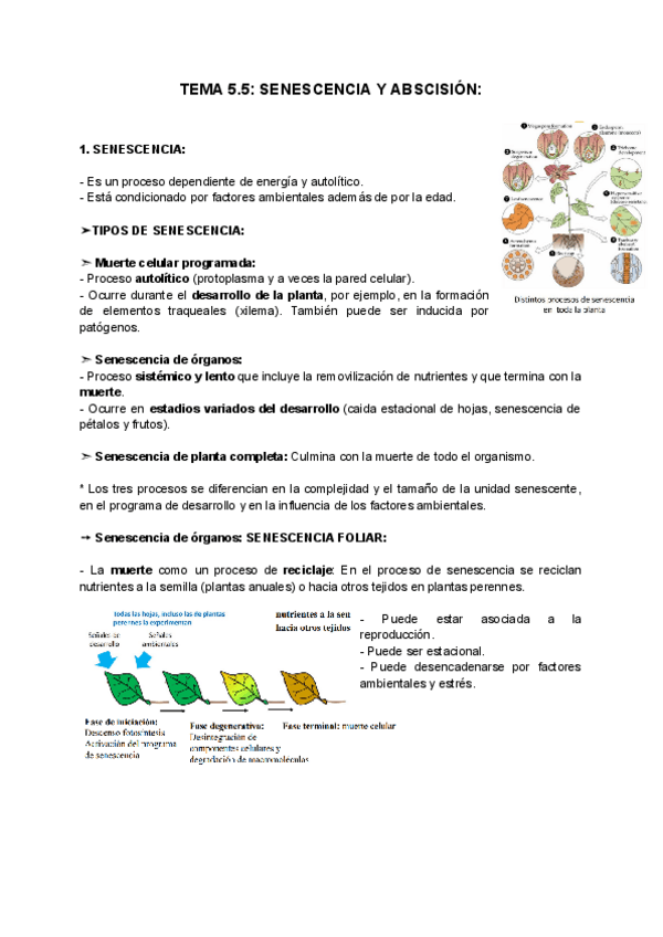 Miniatura del documento TEMA-5.5-SENESCENCIA-Y-ABSCISION.pdf