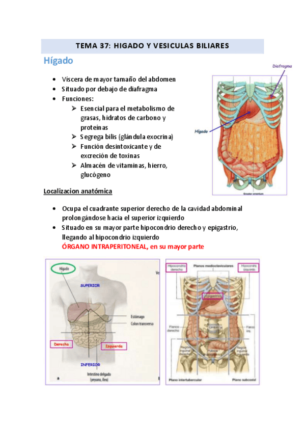 Miniatura del documento TEMA-37Higado-y-vesicula-biliar.pdf