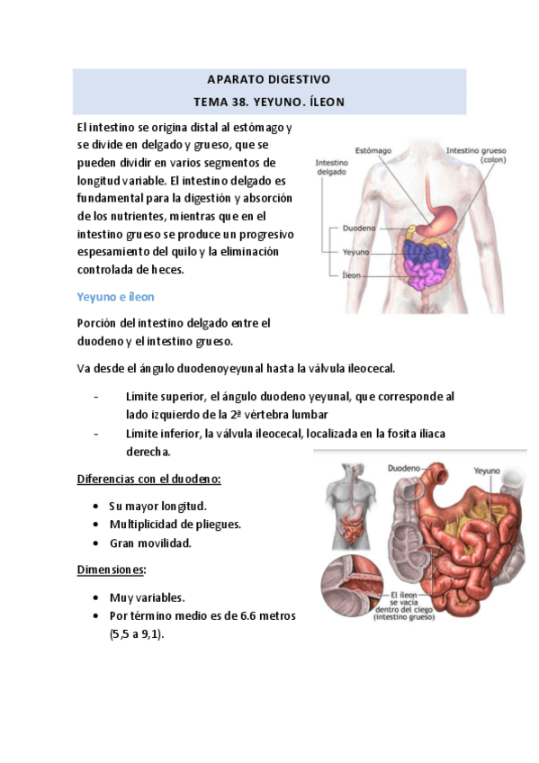 Miniatura del documento TEMA-38-Yeyuno-e-ileon.pdf