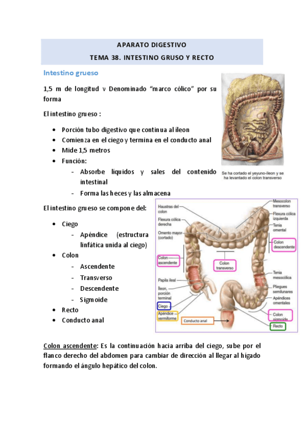 Miniatura del documento TEMA-38-Intestino-grueso-y-recto.pdf