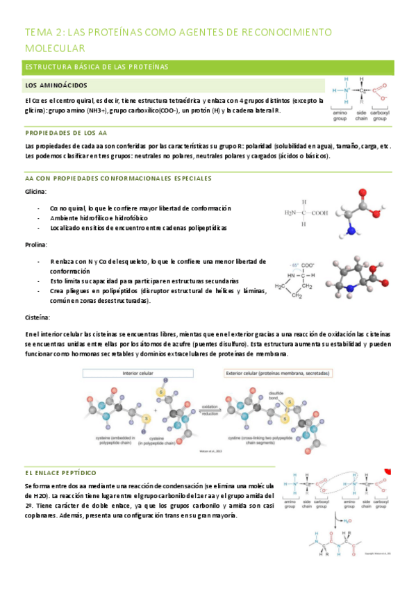 Miniatura del documento TEMA-2-LAS-PROTEINAS-COMO-AGENTES-DE-RECONOCIMIENTO-MOLECULAR.pdf