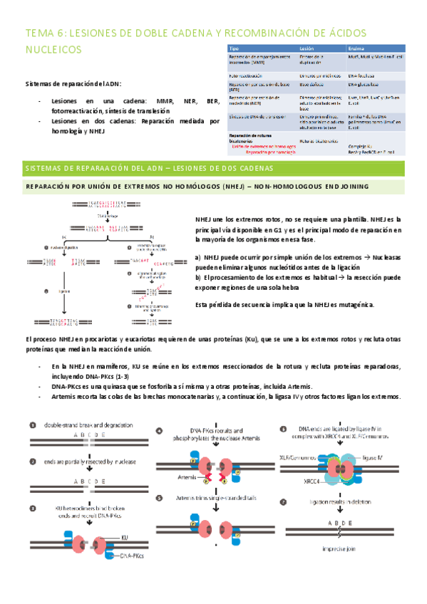 Miniatura del documento TEMA-6-LESIONES-DE-DOBLE-CADENA-Y-RECOMBINACION-DE-ACIDOS-NUCLEICOS.pdf
