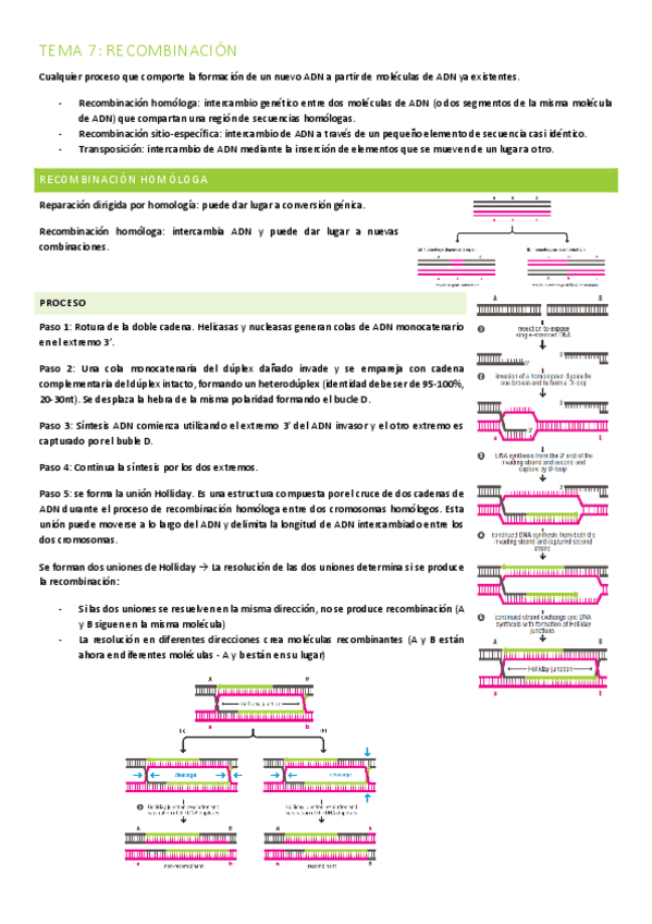 Miniatura del documento TEMA-7-RECOMBINACION.pdf