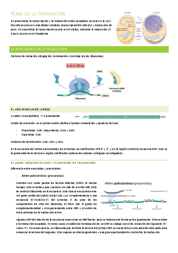 Miniatura del documento TEMA-10-LA-TRADUCCION.pdf