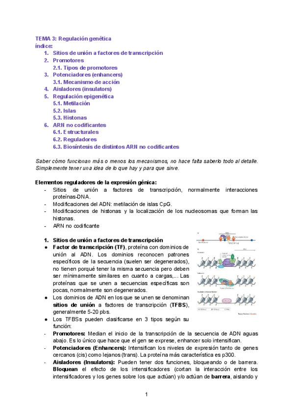 Miniatura del documento Tema-3-Regulacion-genica.pdf