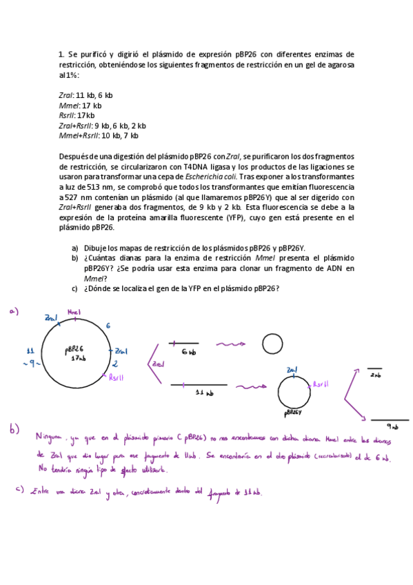 Miniatura del documento Problemas-Mapas-De-Restriccion.pdf