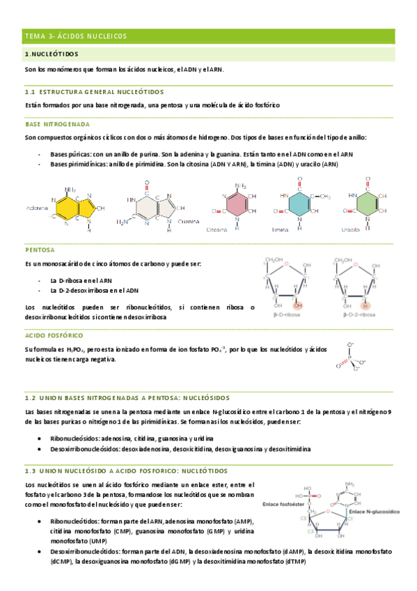 Miniatura del documento acidos-nucleicos.pdf