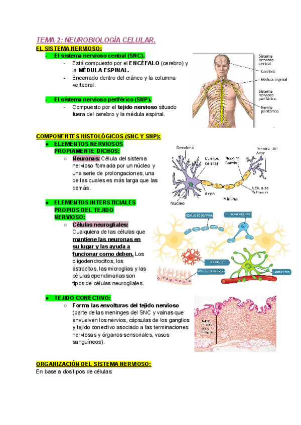 Miniatura del documento TEMA-2-PSICOBIOLOGIA.pdf