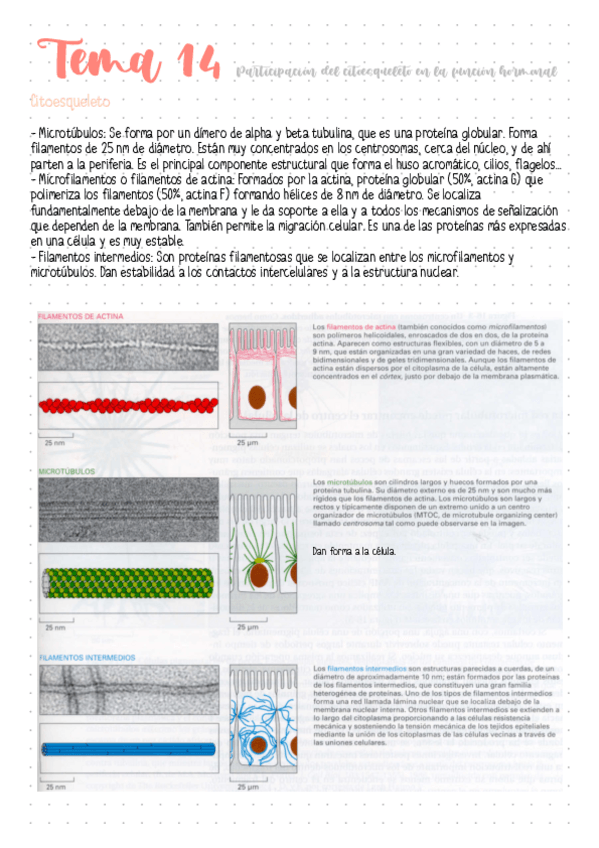 Miniatura del documento Tema-14-Participacion-del-citoesqueleto-en-la-funcion-hormonal.pdf