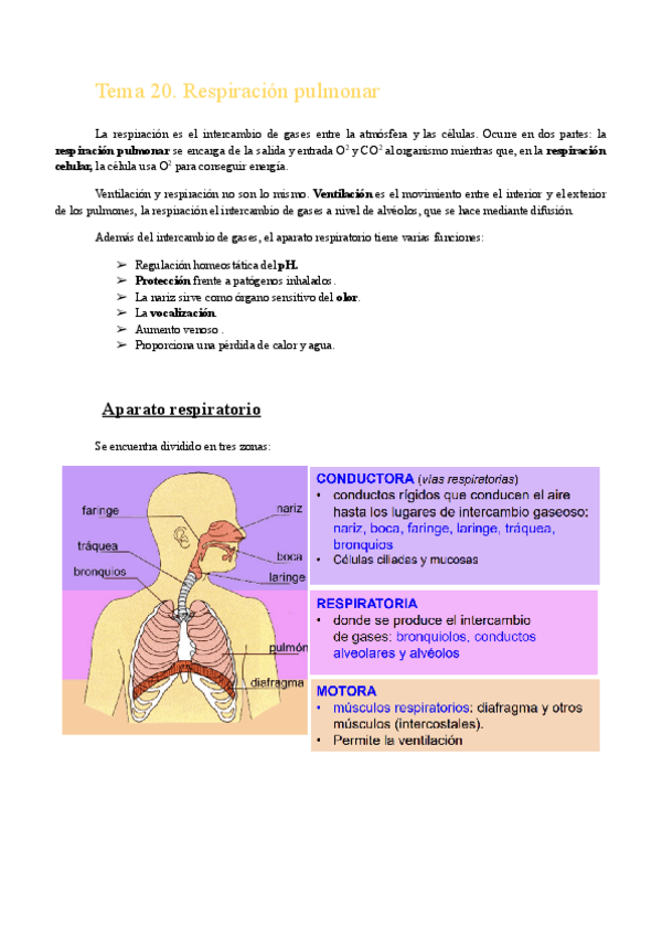 Miniatura del documento Temas-20.-Respiracion-pulmonar.pdf