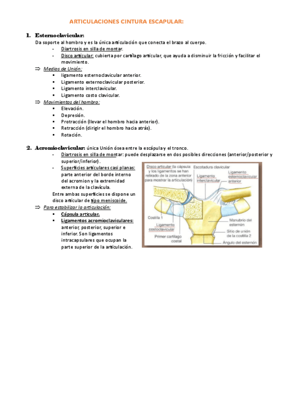 Miniatura del documento articulaciones-cintura-escapular.pdf