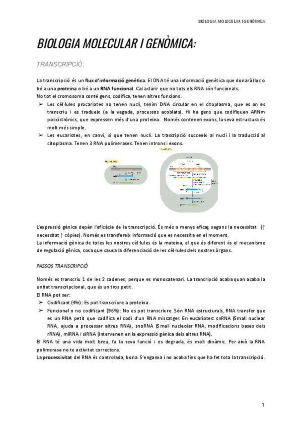 Miniatura del documento APUNTS-BIOLOGIA-MOLECULAR-ANTONIO.pdf