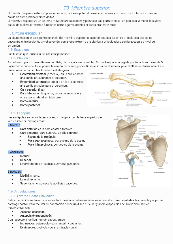 Miniatura del documento T3-Miembro-superior231211180532.pdf