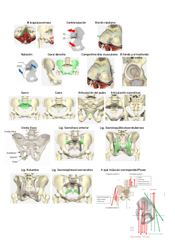Miniatura del documento Parcial 4. Pelvis cadera y rodilla. Fotos.pdf