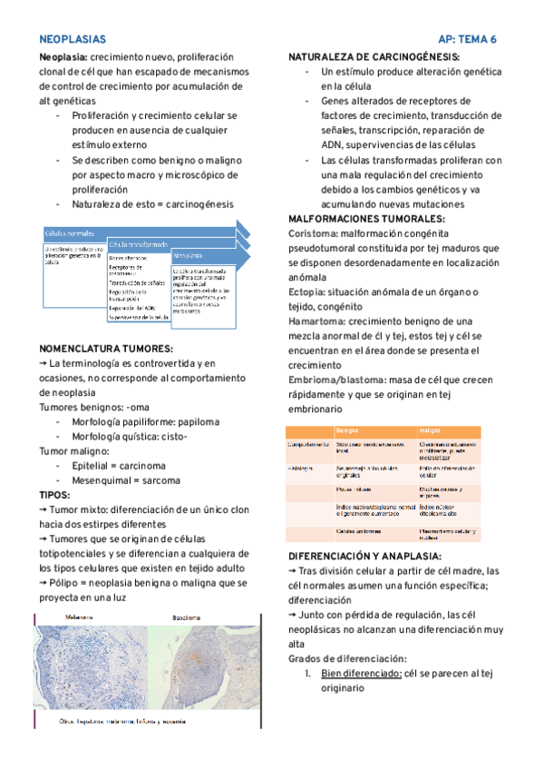 Miniatura del documento AP-tema-6.pdf