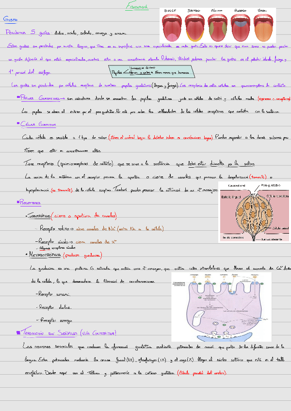 Miniatura del documento Tema-34-Quimiorreceptores-Gusto-y-Olfato.pdf