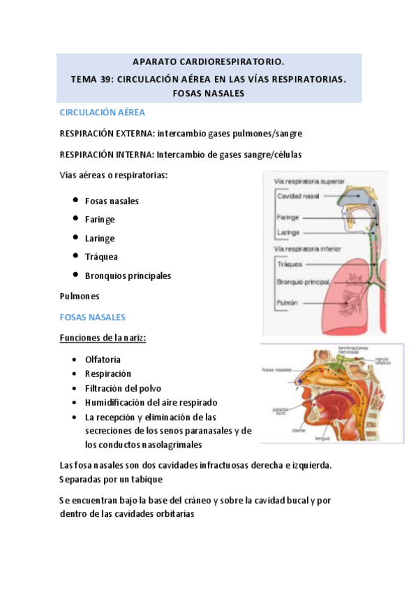 Miniatura del documento TEMA-39-FOSAS-NASALES.pdf