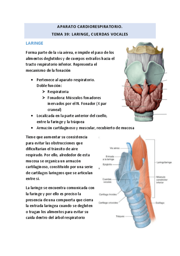 Miniatura del documento TEMA-39-LARINGE-Y-CUERDAS-VOCALES.pdf