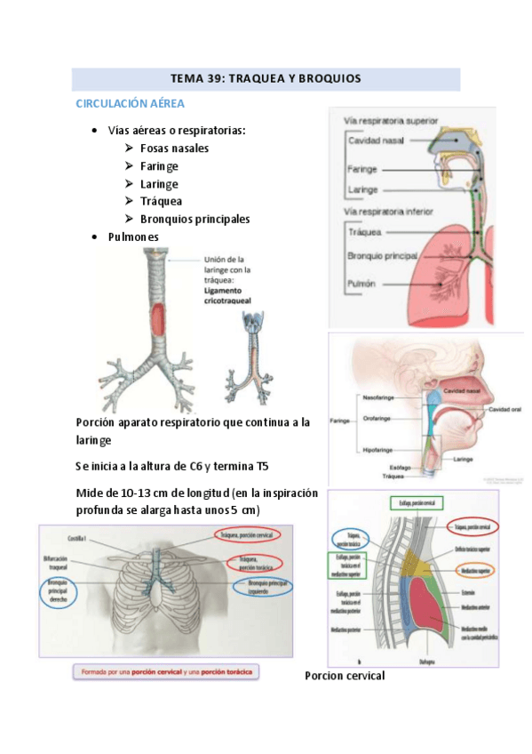 Miniatura del documento TEMA-39-Traquea-y-bronquios.pdf