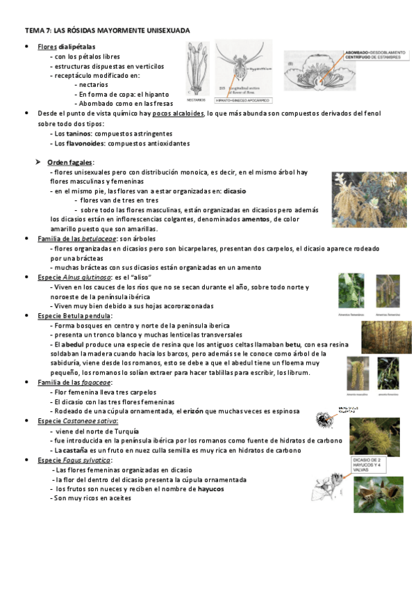 Miniatura del documento TEMA-7-ROSIDAS.pdf