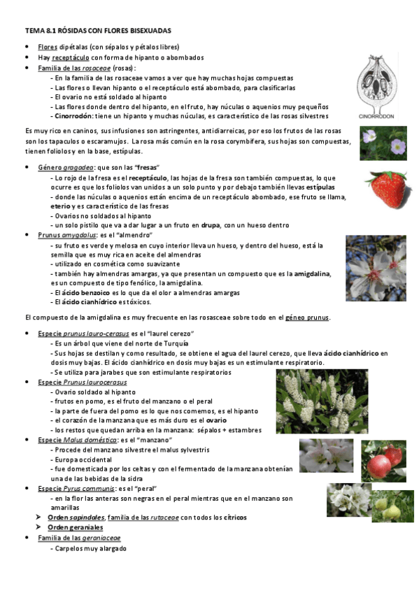 Miniatura del documento TEMA-8-ROSIDAS-CON-FLORES-BISEXUADAS.pdf