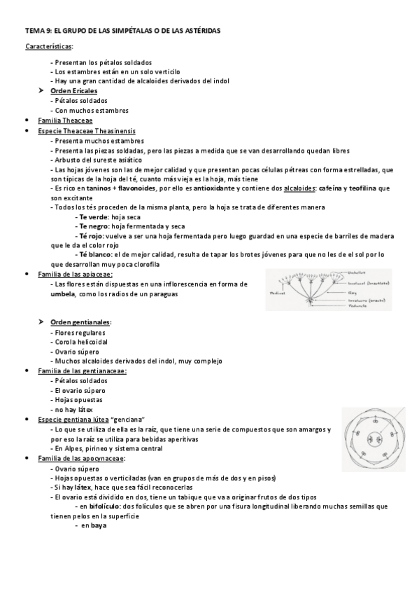 Miniatura del documento TEMA-9-EL-GRUPO-DE-LAS-SIMPETALAS.pdf