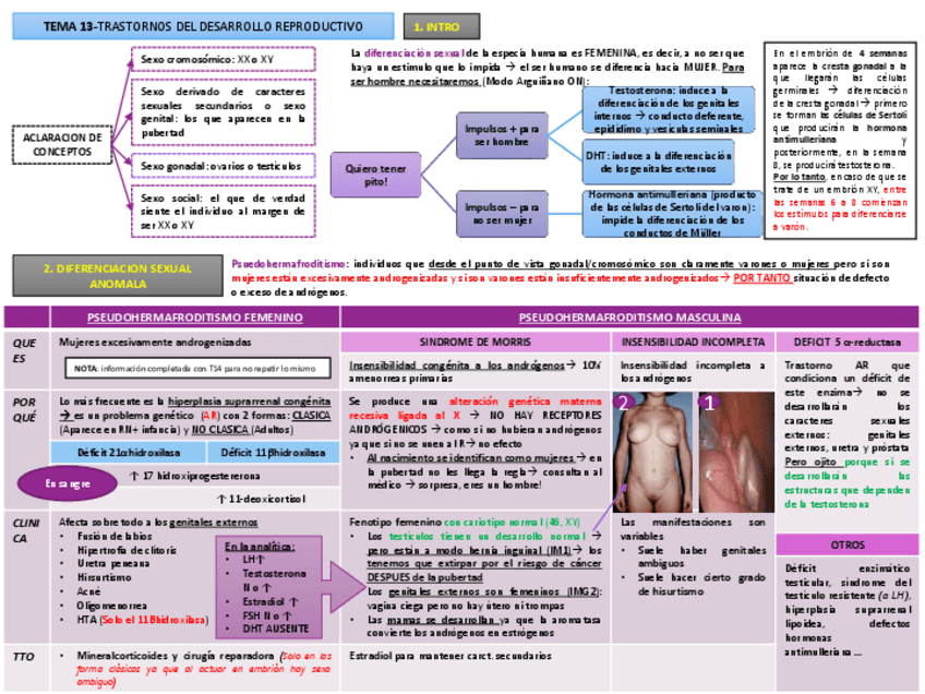 Miniatura del documento TEMA 13.pdf