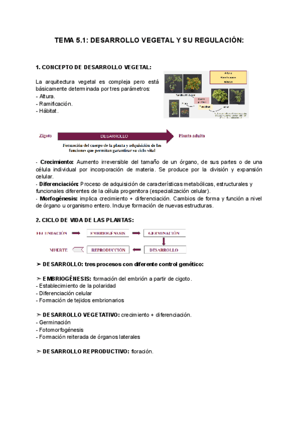 Miniatura del documento TEMA-5.1-DESARROLLO-VEGETAL-Y-SU-REGULACION.pdf