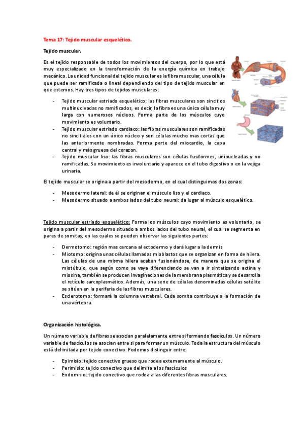 Miniatura del documento Tema-17-histo-animal.pdf
