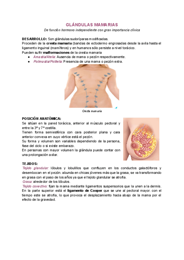 Miniatura del documento Glandulas-mamarias.pdf