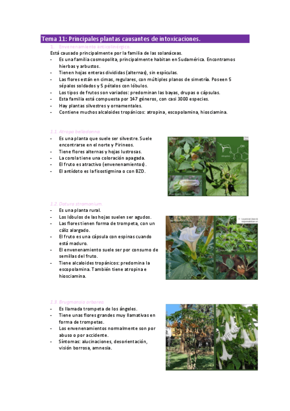 Miniatura del documento Tema-11-Salud-y-botanica.pdf