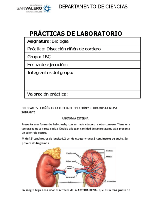 Miniatura del documento diseccion-rinon-cordero.pdf