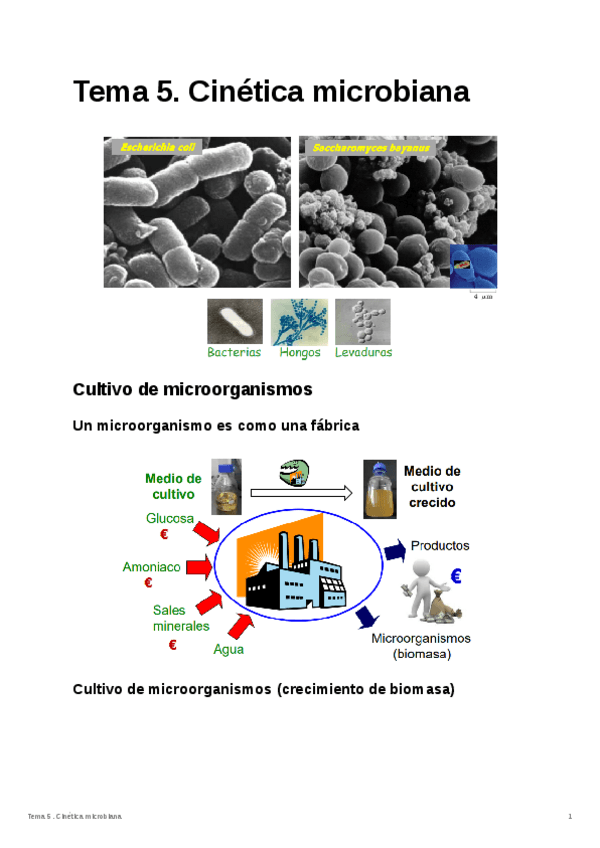 Miniatura del documento Tema-5.-Cinetica-microbiana.pdf