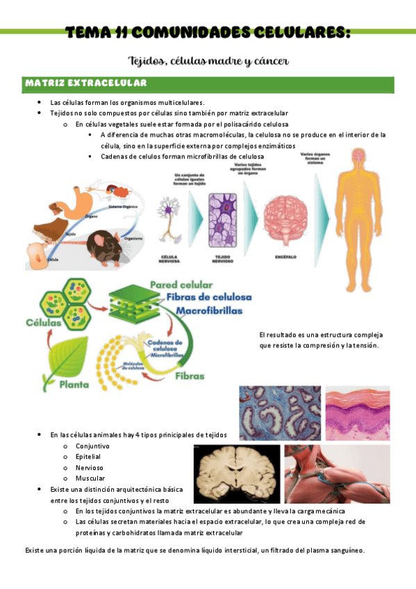 Miniatura del documento Biologia-T11-Comunidades-celulares.pdf