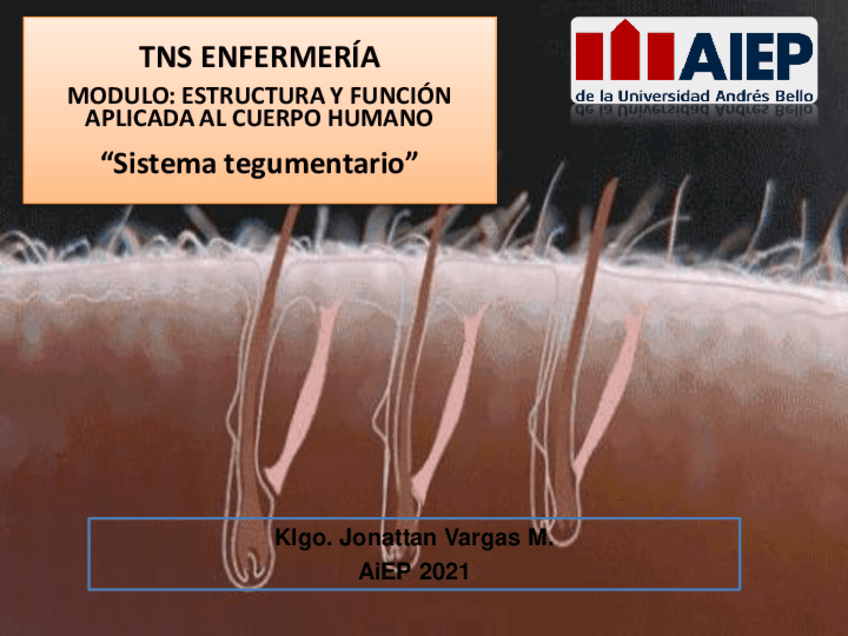 Miniatura del documento Sistema-tegumentario-y-cicatrizacion.pdf