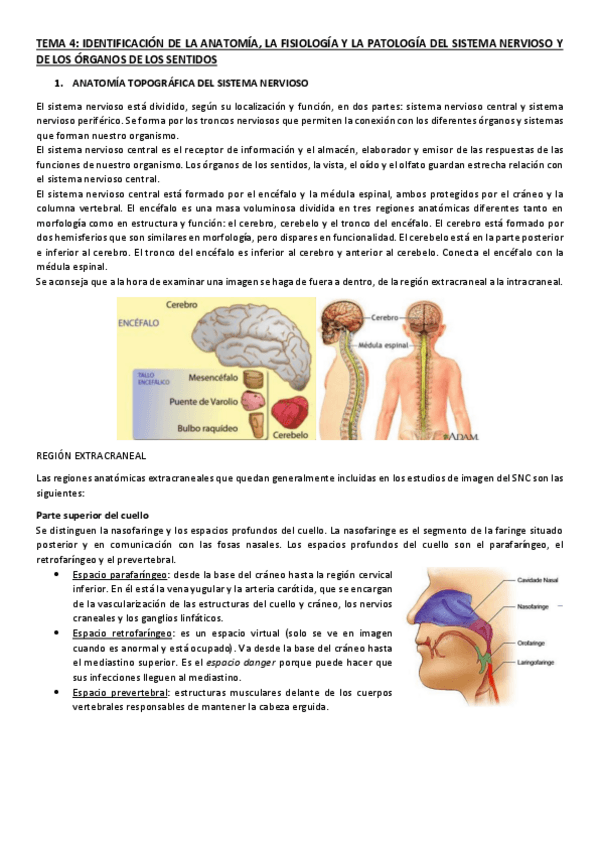 Miniatura del documento TEMA-4 ANATOMIA.pdf