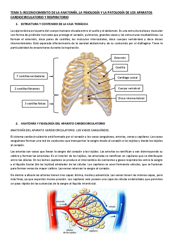 Miniatura del documento TEMA-5 ANATOMIA.pdf